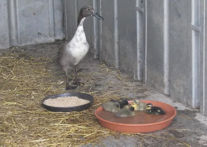 Stierstall-suite Hotel